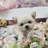 チワマル(チワワ×マルチーズ)【埼玉県・男の子・2025年7月19日・クリーム】の写真15