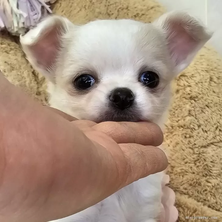 ID:2502-06315の子犬