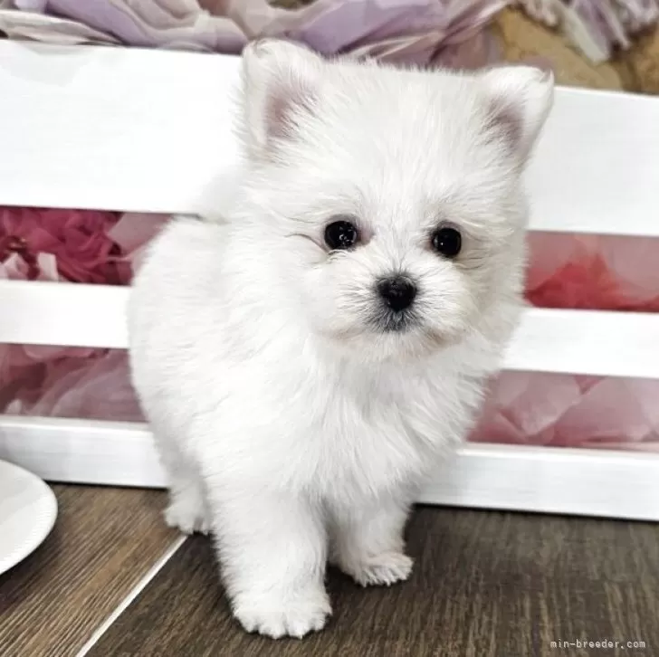 ID:2507-03409の子犬