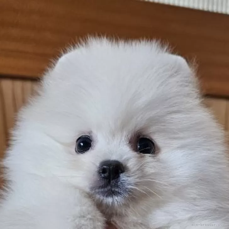ID:2509-04077の子犬