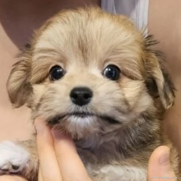 ID:2507-08209の子犬