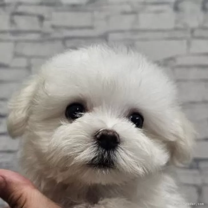 ID：2508-08267の子犬