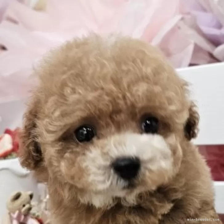ID:2507-08207の子犬