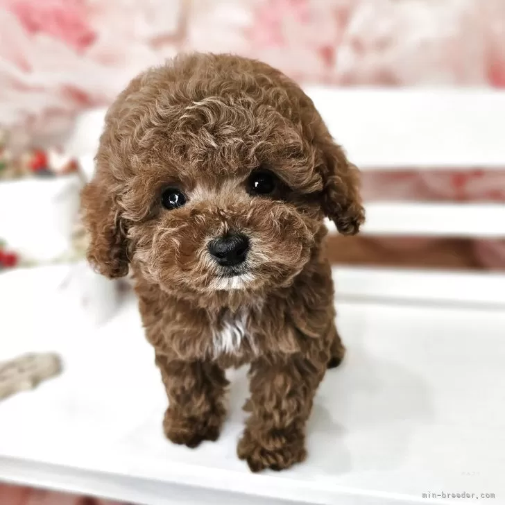 ID:2503-05588の子犬