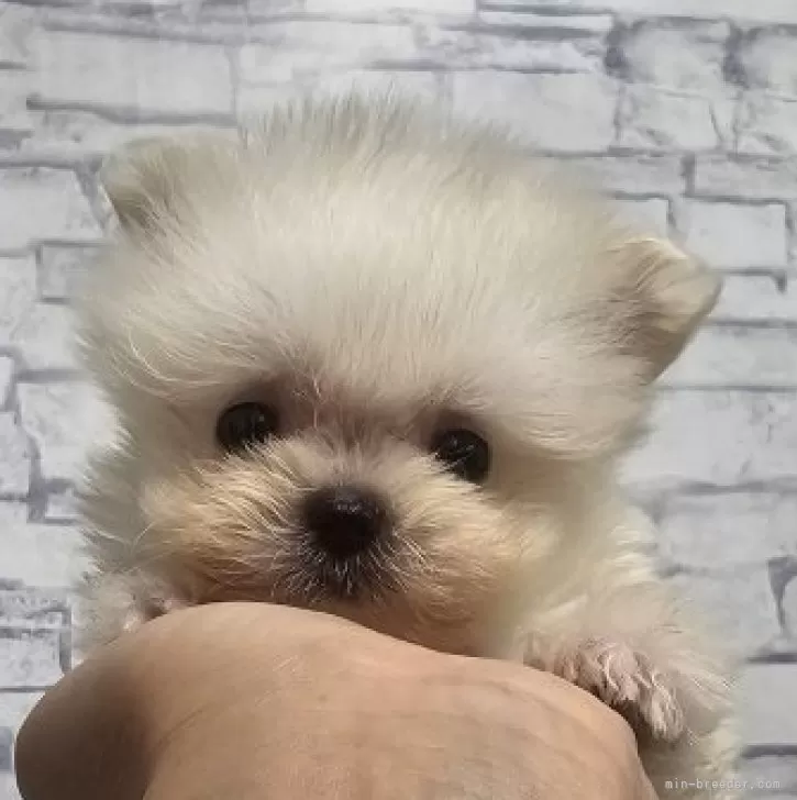 ID：2507-03580の子犬