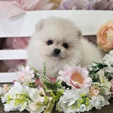 ポメラニアン【埼玉県・男の子・2025年8月31日・クリーム】の写真「お目目の大きなあめじすとくん　【仮名】」