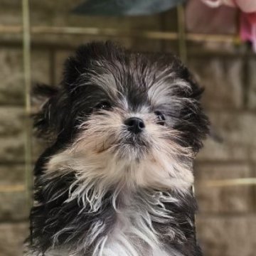 チワマル(マルチーズ×チワワ)【埼玉県・女の子・2025年7月21日・ブラックタン】の写真「小さなチワマルちゃん」