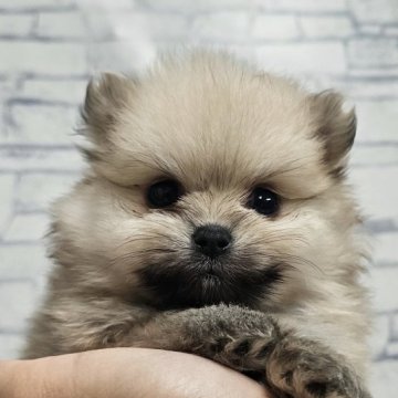 ポメラニアン【埼玉県・男の子・2025年9月1日・クリームセーブル】の写真「原石見つけたききょうくん【仮名】」