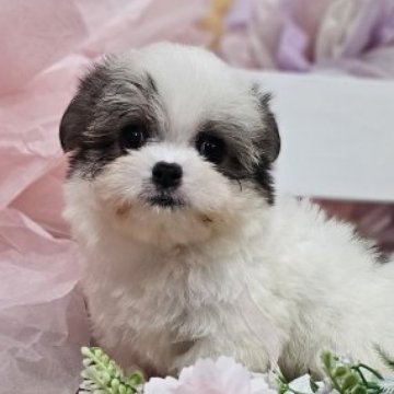 チワマル(マルチーズ×チワワ)【埼玉県・男の子・2025年7月21日・ホワイト&レッド】の写真「小さなチワマルちゃん」