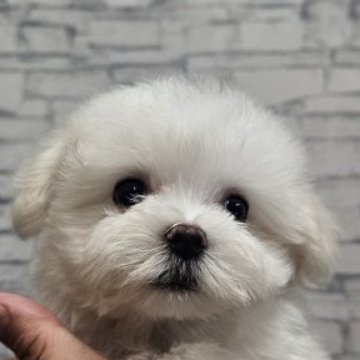 マルチーズ【埼玉県・男の子・2025年7月16日・ホワイト】の写真「血統優秀❕煉獄　千寿郎　【仮名】」