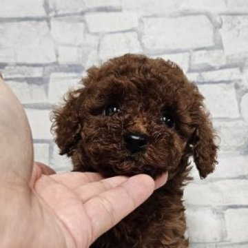 タイニープードル【埼玉県・男の子・2025年8月14日・レッド】の写真「この可愛さ！毛量自慢なだりあ君」