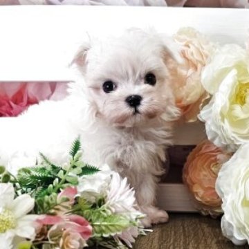 マルチーズ【埼玉県・女の子・2025年8月17日・ホワイト】の写真「血統優秀❕えびまよちゃん【仮名】」
