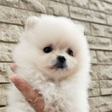 ポメラニアン【埼玉県・男の子・2025年8月8日・ホワイト】の写真「原石見つけた！産屋敷輝利哉くん　【仮名】」