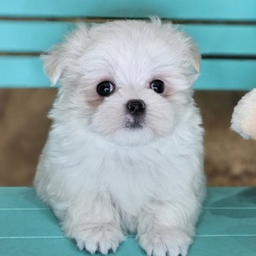 マルチーズ【埼玉県・女の子・2024年10月3日・ホワイト】の写真「目力最強✴お顔の可愛すぎるまるこちゃん」