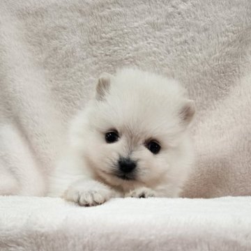 ポメラニアン【埼玉県・男の子・2025年10月4日・クリーム】の写真「原石見つけた！もみじくん　【仮名】」