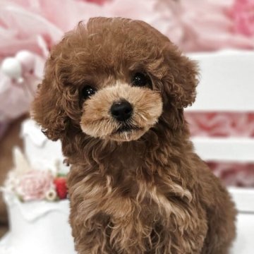 トイプードル(タイニー)【埼玉県・男の子・2025年1月22日・レッド】の写真「真ん丸お目目真ん丸お顔が可愛いすぎる」