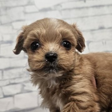 チワプー(チワワ×トイプードル)【埼玉県・女の子・2025年9月8日・アプリコットホワイト】の写真「むちむちちびっこぽんちゃん」