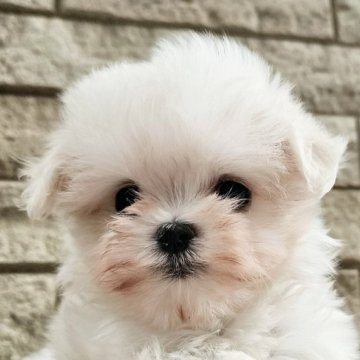 マルチーズ【埼玉県・女の子・2025年8月17日・ホワイト】の写真「血統優秀❕小さく可愛いえびふらい　ちゃん【仮名】」