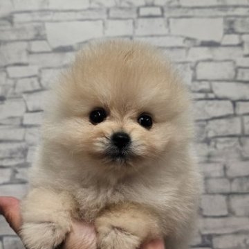 ポメラニアン【埼玉県・男の子・2025年8月31日・クリーム】の写真「お目目の大きなあめじすとくん　【仮名】」