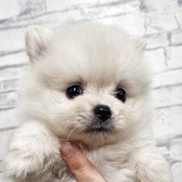 ポメラニアン【埼玉県・男の子・2025年8月8日・ホワイト】の写真「原石見つけた！産屋敷くいなくん　【仮名】」