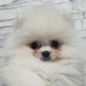 ポメラニアン【埼玉県・男の子・2025年7月25日・ホワイト】の写真「スペシャルパーフェクトラブブくん【仮名】」