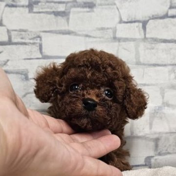 トイプードル(タイニー)【埼玉県・男の子・2025年8月14日・レッド】の写真「この可愛さ！毛量自慢なあすたー君」