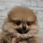 ポメラニアン