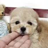 タイニープードル