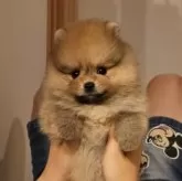 ポメラニアン