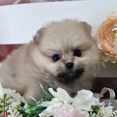 ポメラニアン