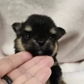 ポメチワ(ポメラニアン×チワワ)【埼玉県・男の子・2025年10月10日・ブラックタン】の写真1