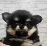 チワワ(ロング)