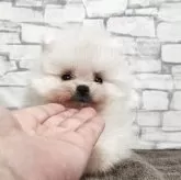 ポメラニアン