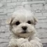 マルチーズ