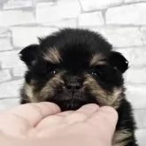 ポメラニアン