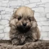 ポメラニアン