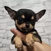 チワワ(スムース)