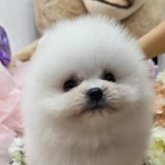 ポメラニアン