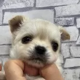 チワワ(ロング)【埼玉県・女の子・2025年1月14日・クリーム】の写真1