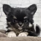 チワワ(ロング)