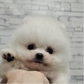 ポメラニアン