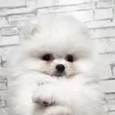 ポメラニアン