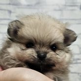 ポメラニアン