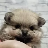 ポメラニアン