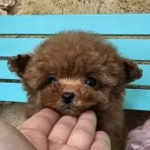 ティーカッププードル【埼玉県・男の子・2024年12月13日・レッド】の写真1