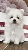ポメマル(ポメラニアン×マルチーズ)【埼玉県・女の子・2025年5月14日・クリーム】の写真2