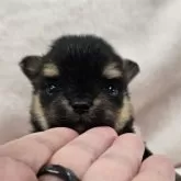 ポメチワ(ポメラニアン×チワワ)【埼玉県・男の子・2025年10月10日・ブラックタン】の写真2