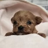 チワプー(チワワ×トイプードル)【埼玉県・男の子・2025年10月10日・アプリ】の写真4