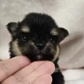 ポメチワ(ポメラニアン×チワワ)【埼玉県・男の子・2025年10月10日・ブラックタン】の写真4