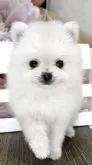 ポメラニアン【埼玉県・男の子・2025年5月6日・クリーム】の写真8